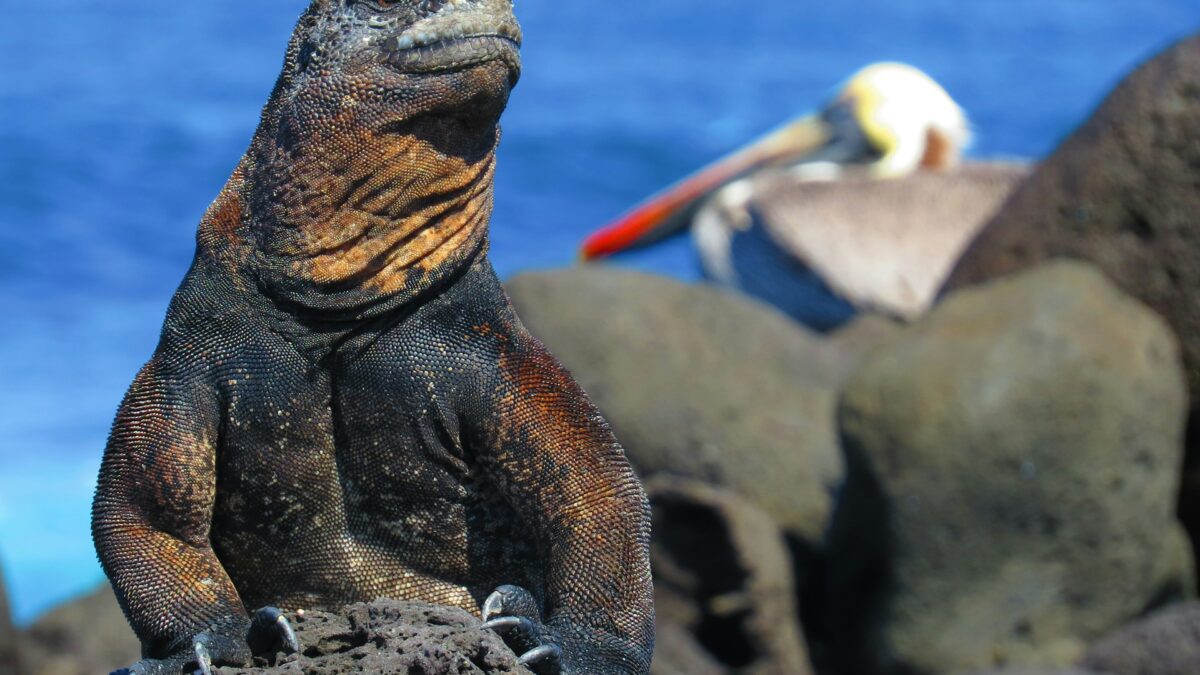 5 Wildlife Destinations With Animals You Won’t Find Anywhere Else