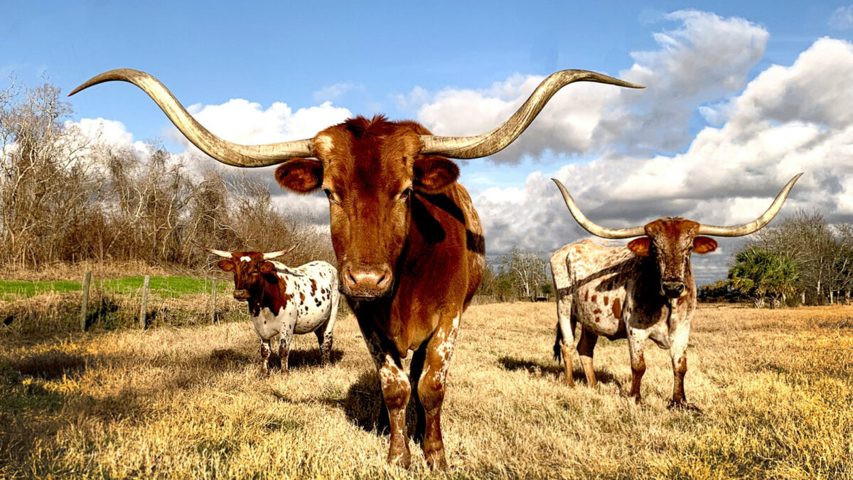 What is Texas Known For? 35 Things TX is Famous For